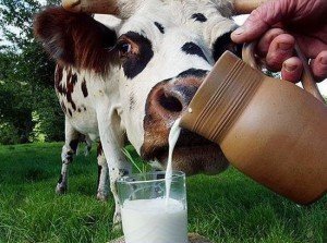 Молоко - это еда и напиток для здоровья